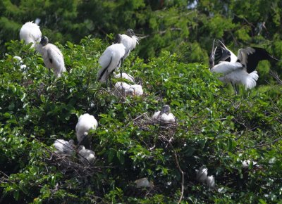 The bigger birds seemed to get the higher nest sites. Here Wood Storks nest above, while Cattle Egrets nest underneath them.