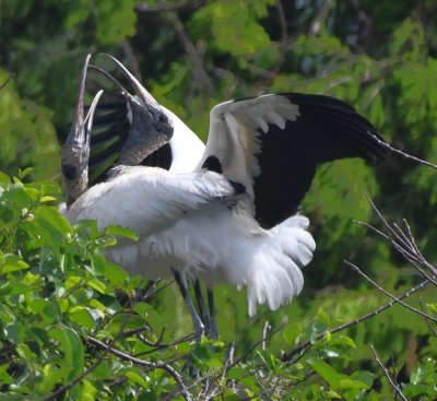 Courting Wood Storks