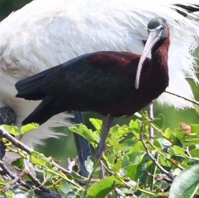 Glossy Ibis