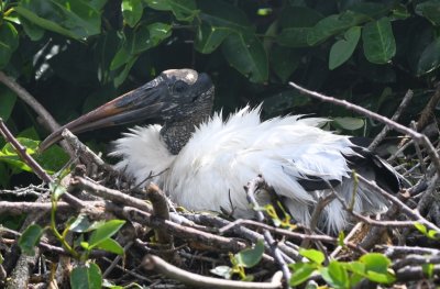 Wood Stork sitting on a nest