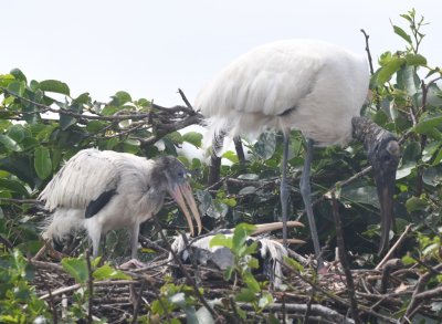 Two Wood Stork chicks with an adult