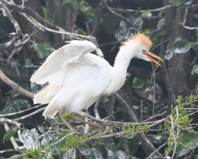 Adult Cattle Egret