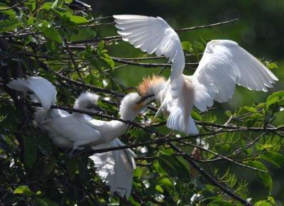 Young Cattle Egrets clamoring for their parent's attention.