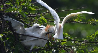 Young and adult Cattle Egrets