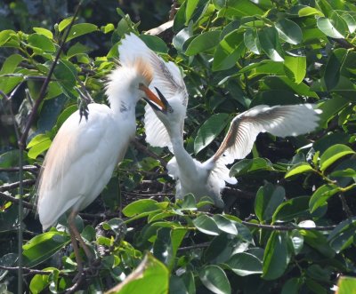 Adult and young Cattle Egrets
