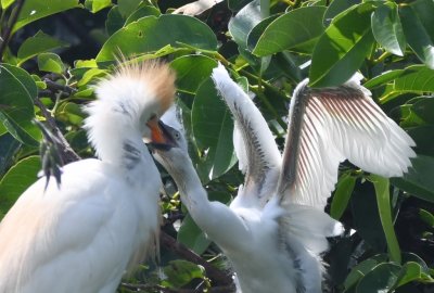 Adult Cattle Egret feeding its chick
