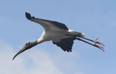 Adult Wood Stork flying overhead