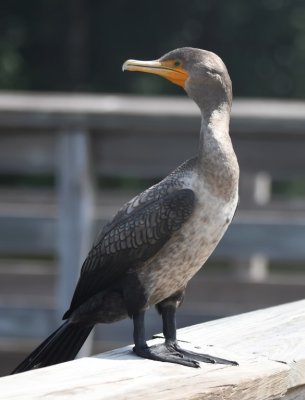 This young Double-crested Cormorant sat placidly on the railing of the boardwalk.