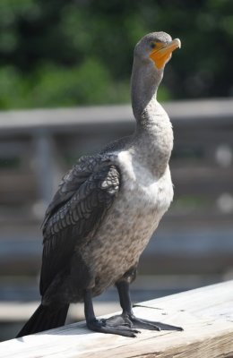 Young Double-crested Cormorant at Wakodahatchee Wetlands