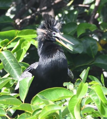 Adult male Anhinga