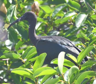 Young Glossy Ibis