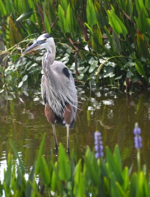 Great Blue Heron