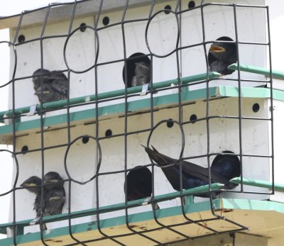 Young Purple Martins all came to the openings of the nest box when one adult came to feed its young.
