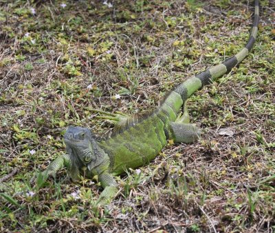 Despite efforts to get rid of them, iguanas were everywhere in the wetlands.