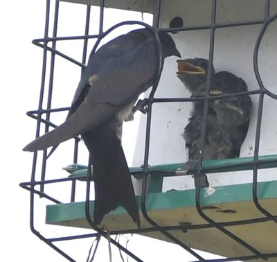 Adult Purple Martin feeding its chick