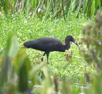 Young Glossy Ibis