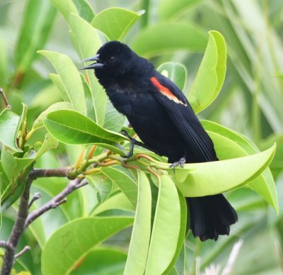 Adult male Red-winged Blackbird