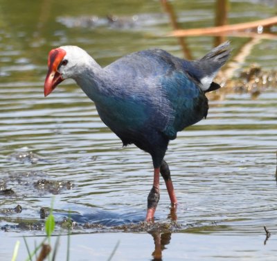 The Gray-headed Swamphen is larger than the gallinules, destroys their habitat and displaces them.