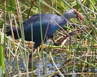 Gray-headed Swamphen shows off its big feet.