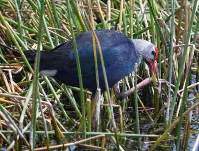 Gray-headed Swamphen