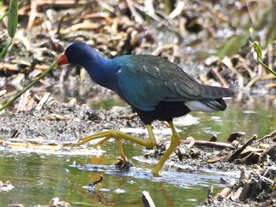 Purple Gallinule
