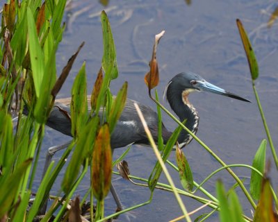 Tricolored Heron