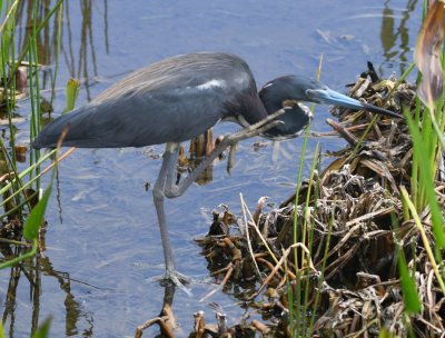 Tricolored Heron