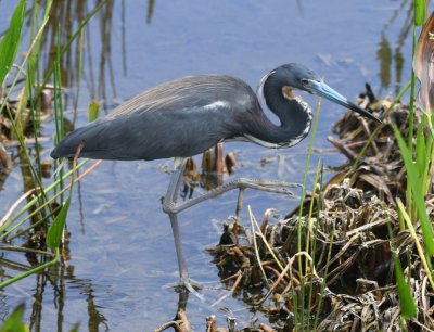 Tricolored Heron