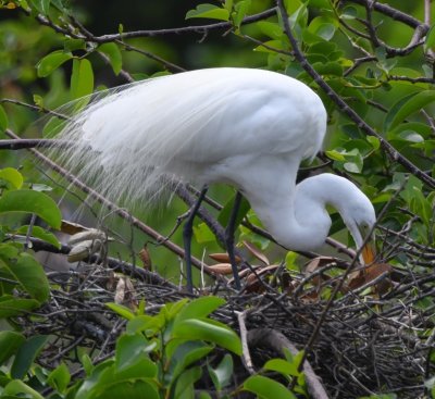 Great Egret