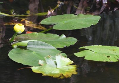 Spatterdock