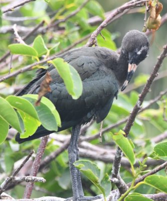 Young Glossy Ibis