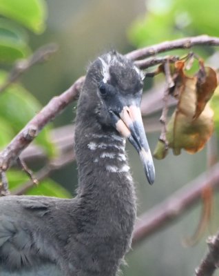 Young Glossy Ibis