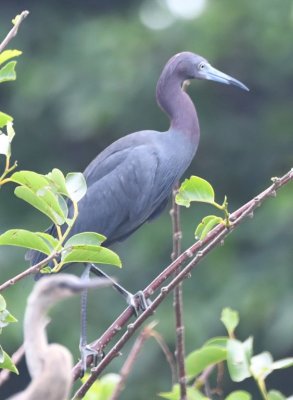 Adult Little Blue Heron in background, with young Anhinga in the foreground