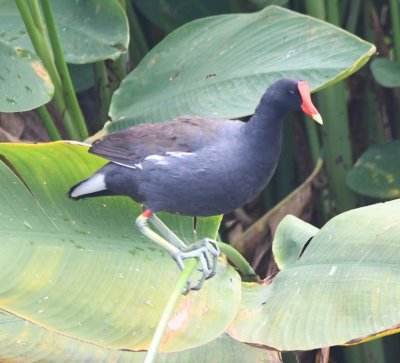 Common Gallinule