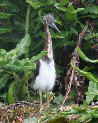 Young Tricolored Heron