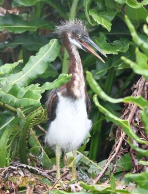 Young Tricolored Heron
