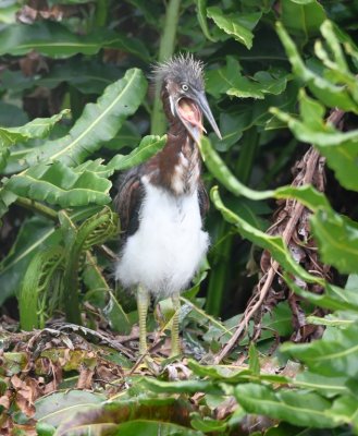 Young Tricolored Heron