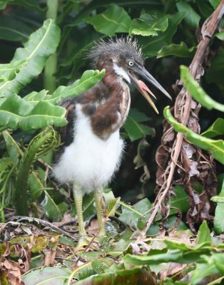 Young Tricolored Heron