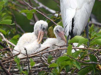 Young Wood Storks with an adult nearby