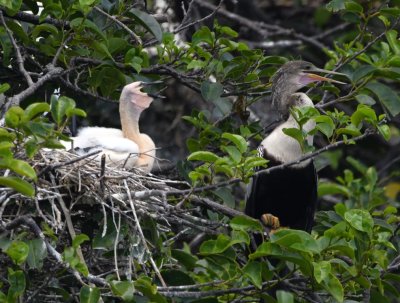 Young Anhingas