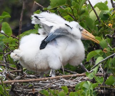 A young Wood Stork stretches its wings.