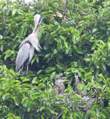 Adult Great Blue Heron with chicks