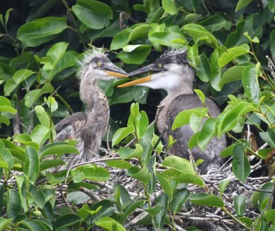 Great Blue Heron chicks