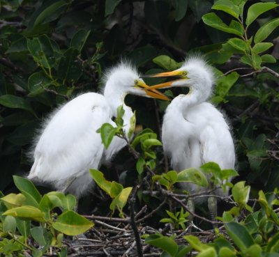 Great Egret chicks