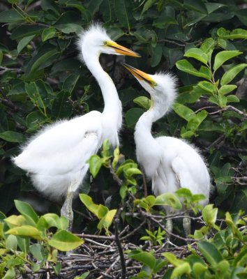 Great Egret chicks