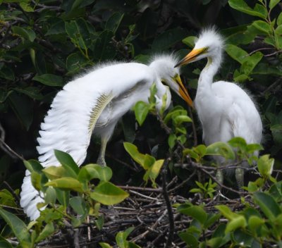 Great Egret chicks