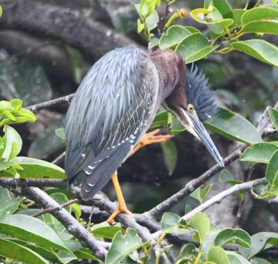 Adult Green Heron scratching an itch