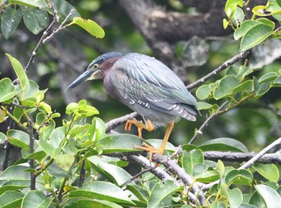 Adult Green Heron