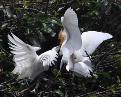 Feeding frenzy among the Cattle Egrets