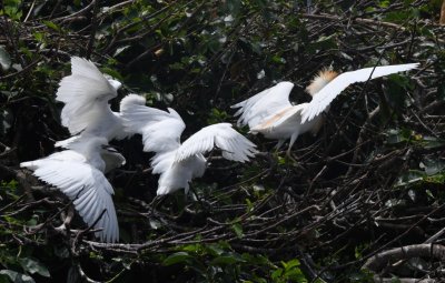 The adult Cattle Egret takes a break.